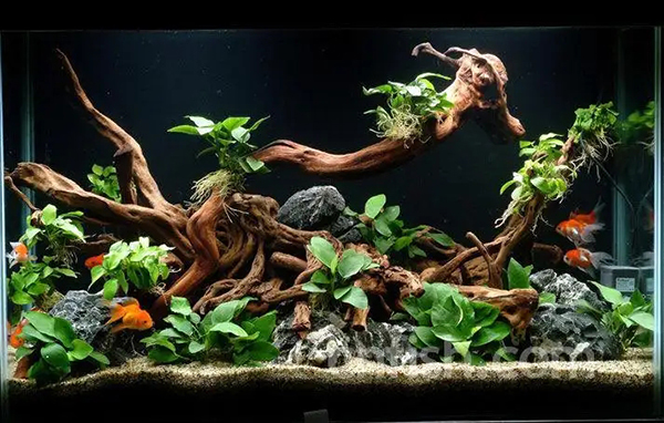 魚缸消毒的5大步驟，你都做對了嗎？2